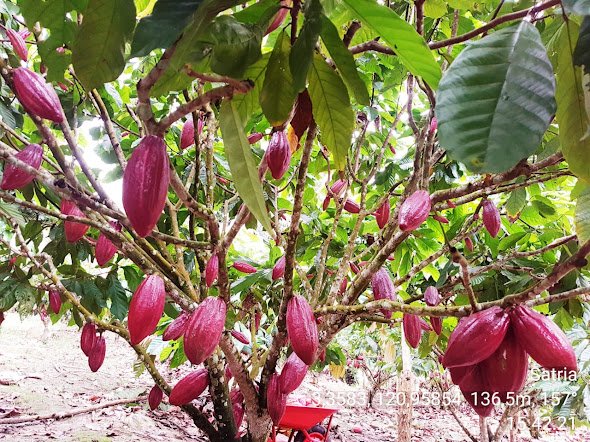 BOX REDAKSI KEBUN NEWS
