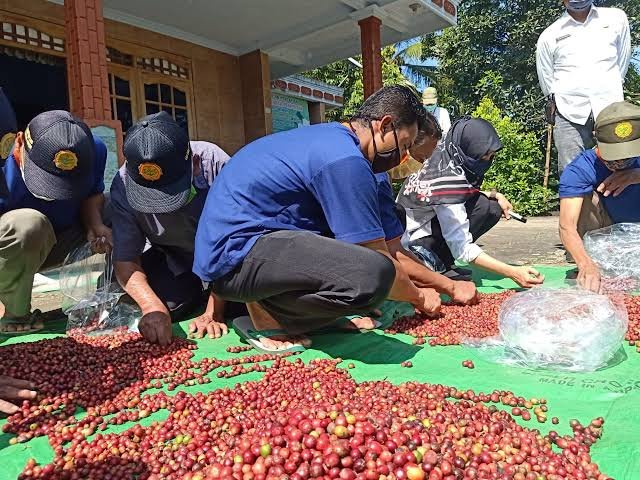 Dari Petani ke Pasar Global, Melihat Potensi Bisnis Kopi Lokal