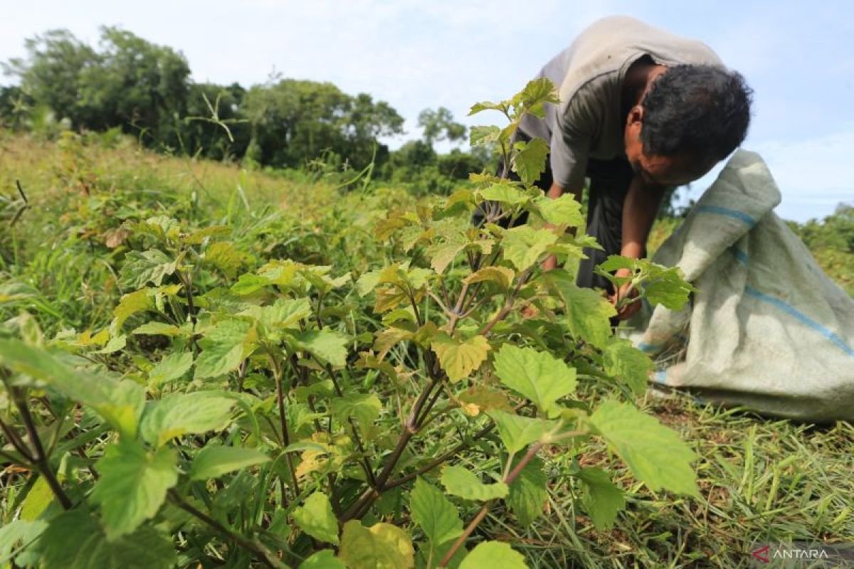 Tahan Layu Bakteri, Patchoulina 1 dan 2 Jadi Varietas Unggul Nilam