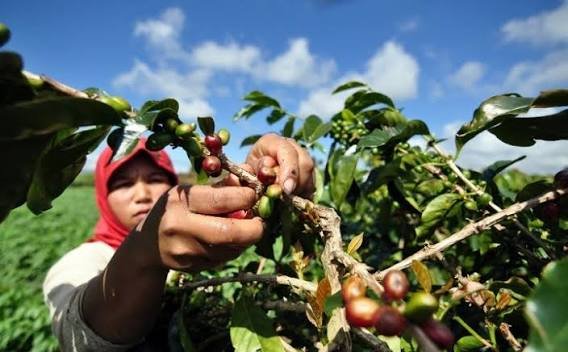 Kopi Arabika Berkualitas Dimulai dari Benih, Simak Teknik Budidayanya