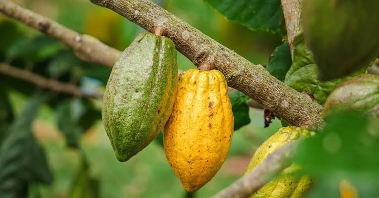 Potensi Kakao Indonesia Besar, Dewan Kakao Dorong Produktivitas Petani Lebih Optimal