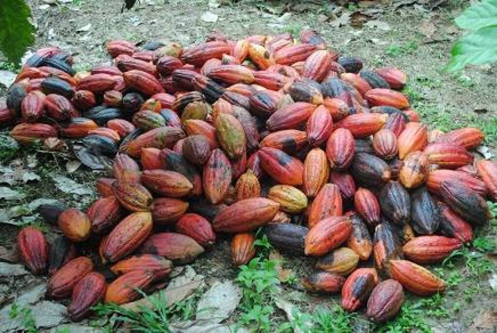 Pengolahan Kakao Indonesia Meningkat, Tembus 112.628 Ton pada Kuartal III 2026