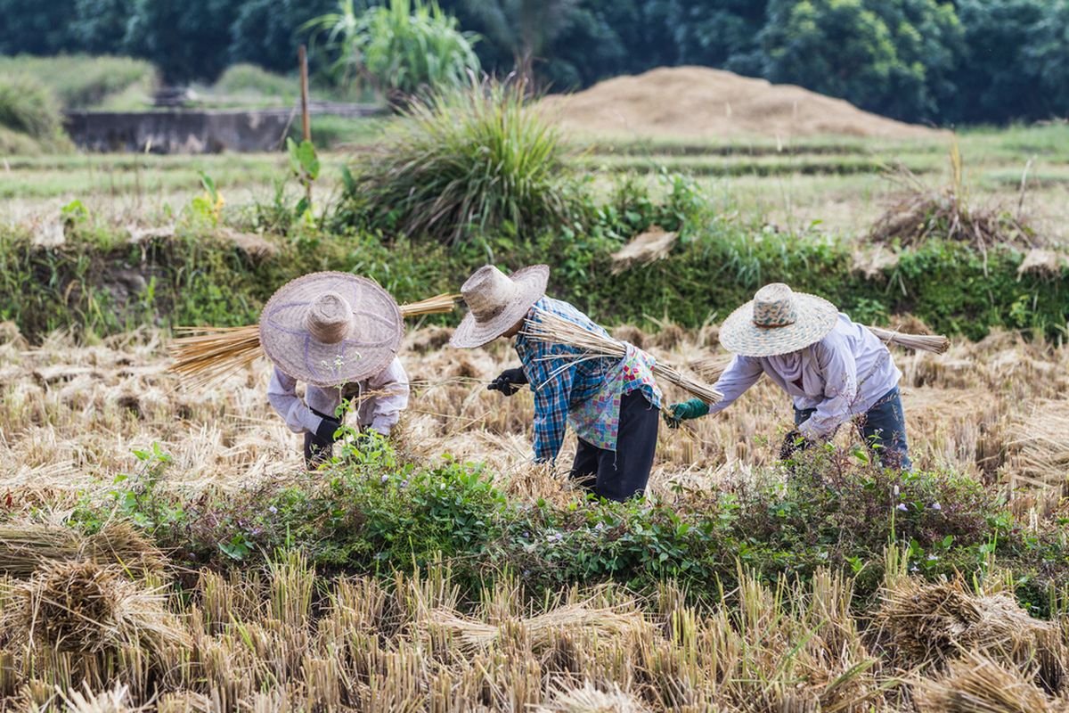 Bukan Cuma Soal Iklim, Ini Deretan Ancaman Produksi Beras Indonesia