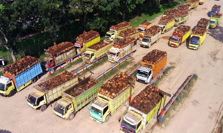 Harga CPO dan PKO Terbaru Agustus 2026, CPO Masih di Atas Rp15 Ribu
