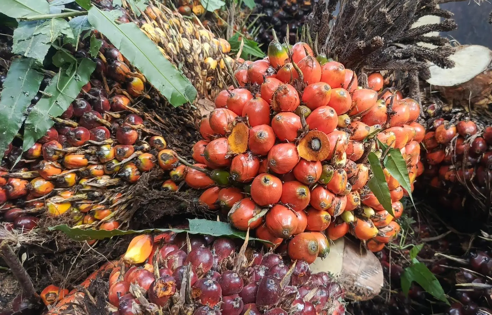 Harga TBS Sawit Riau Bergerak Berbeda, Plasma Turun Swadaya Justru Naik