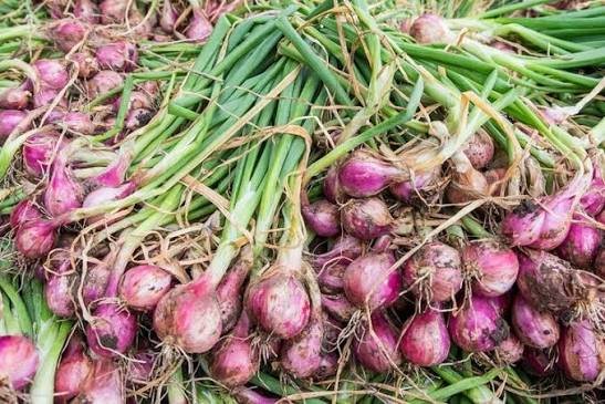 Kunci Budidaya Bawang Merah agar Produksi Optimal