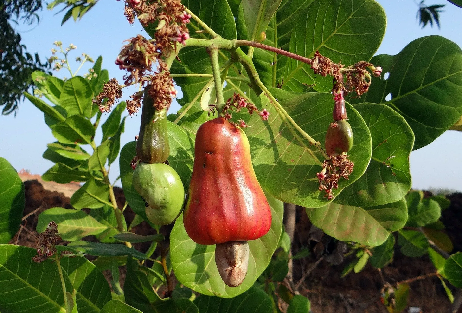 Hilirisasi Jambu Mete: Dari Kacang hingga Kanvas Rem, Pemerintah Siapkan Rp9,5 Triliun
