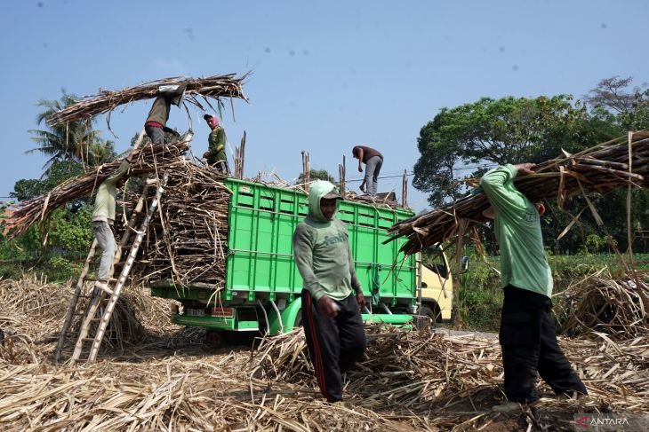 Petani Tebu Terjepit Tiga Tekanan, Harga Gula Jadi Perhatian