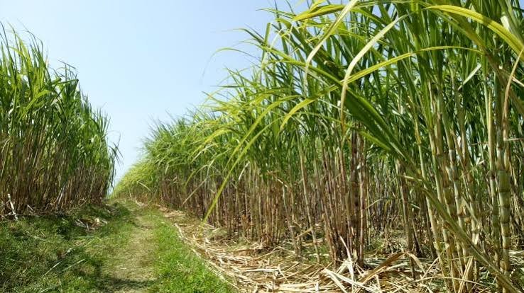 Gula Rendah Glikemik Berbasis Tebu, Inovasi GULANAS Buka Peluang Bisnis Baru