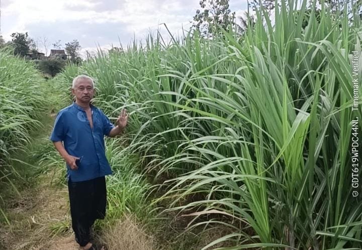 Mengenal Penangkar Tanaman Perkebunan 3 Dekade Asal Jatim