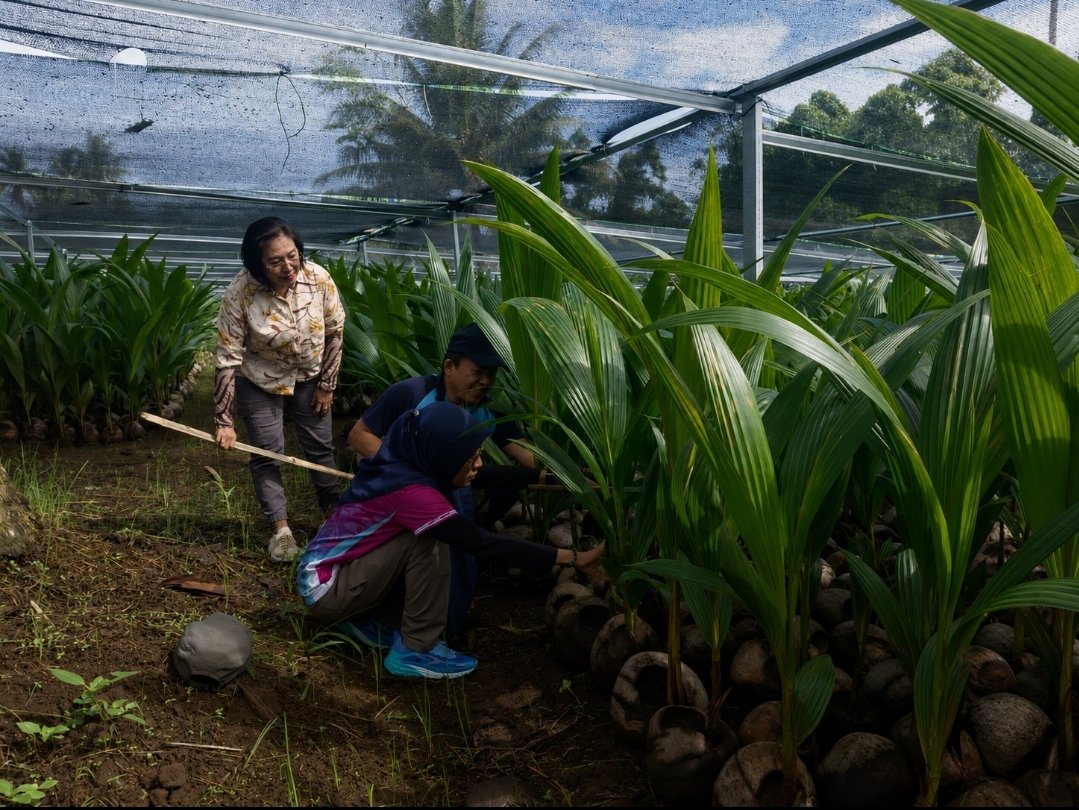Kelapa Tak Kunjung Berbuah Optimal? Jangan Abaikan Kondisi Lahan dan Perawatannya