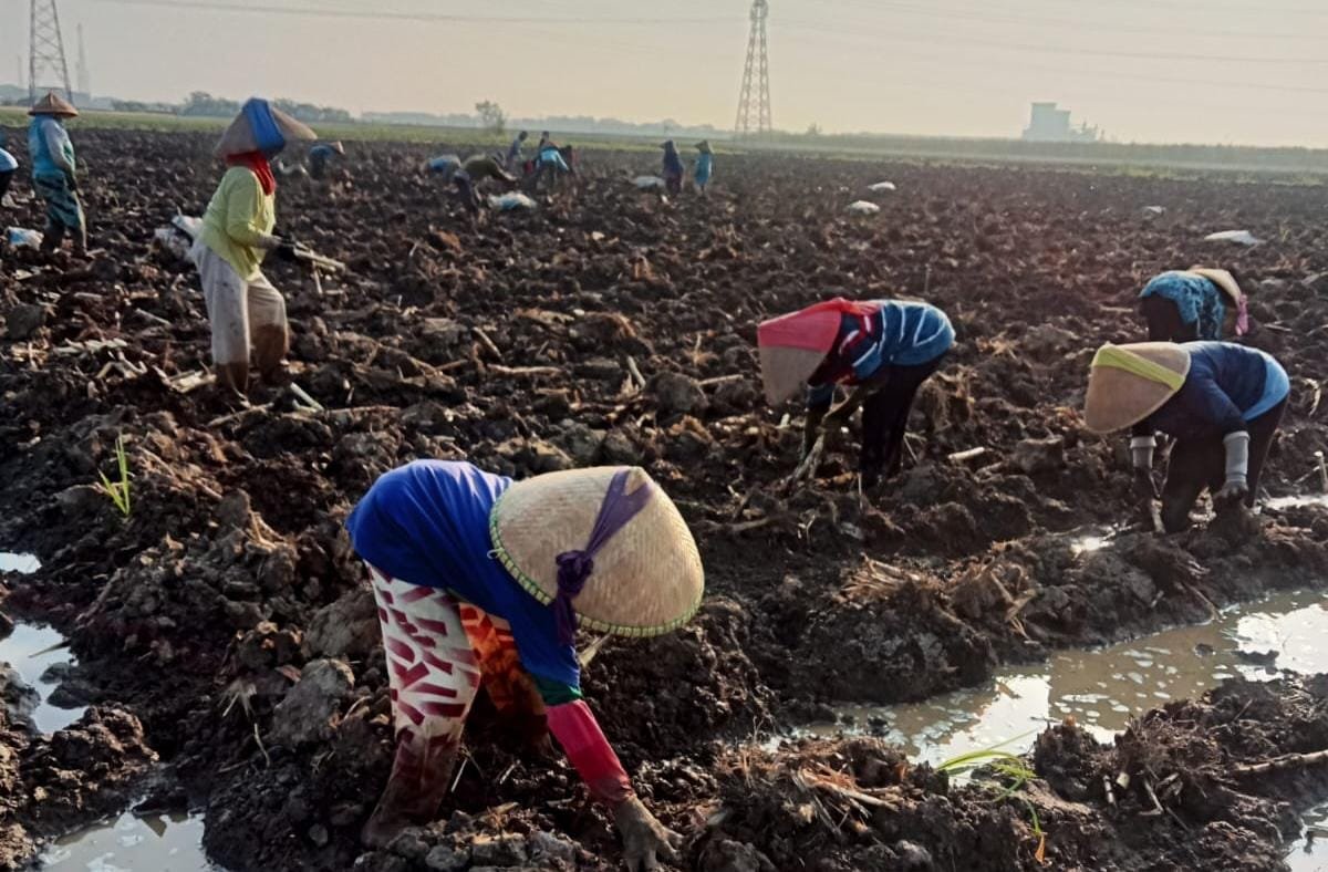 13 Hari Penyaluran Benih Tebu Asal KBD, Rp561 Juta Mengalir ke Masyarakat