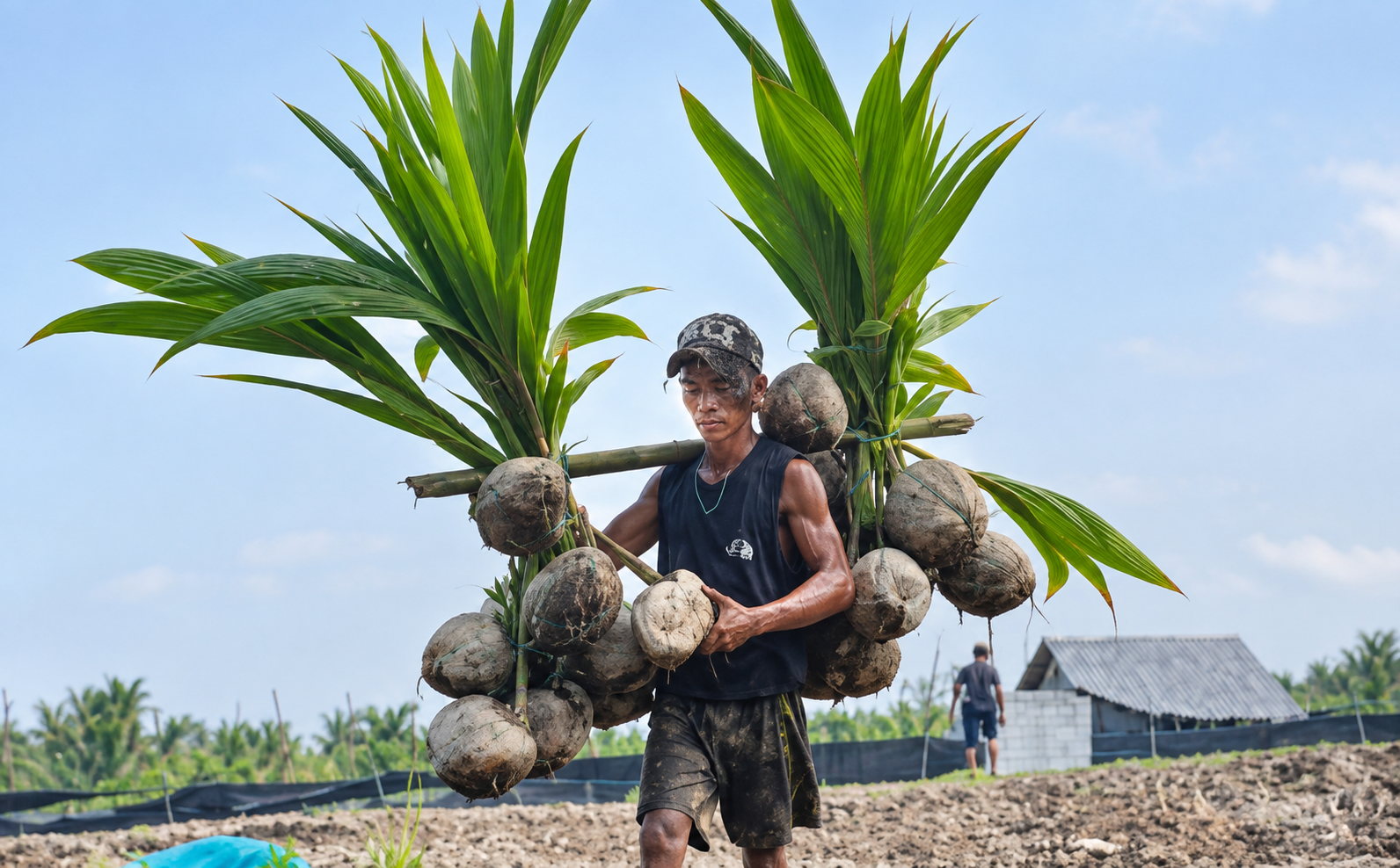 Penyaluran 275.000 Bibit Kelapa, Gerakkan Usaha Logistik Air