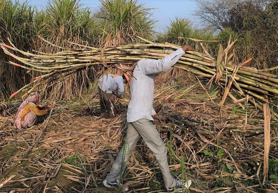 3,02 Juta Ton Gula Diproyeksi Diproduksi Tahun Ini, Swasembada Makin Dekat