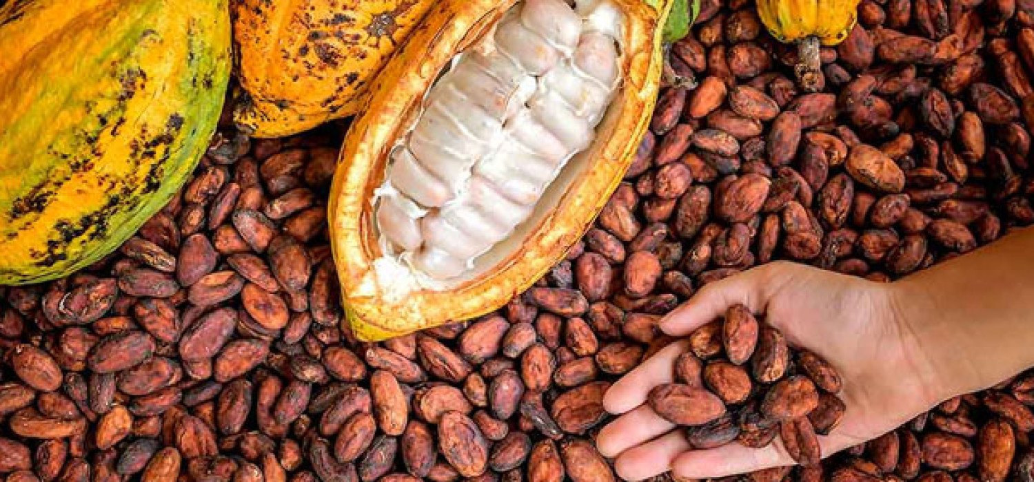 Harga Kakao Tembus Rp100 Ribu per Kilogram, Petani Aceh Tenggara Rasakan Dampak Positif