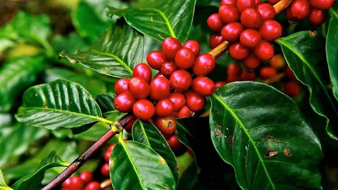 Kopi Ini Bisa Tumbuh di Lahan Gambut, Produksinya Tembus 1,98 Ton per Hektare