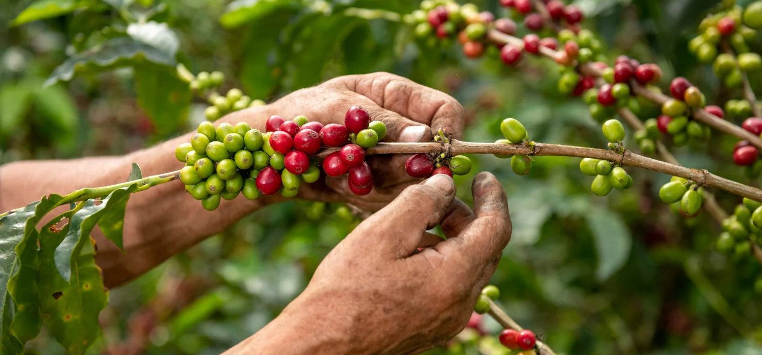 Teknologi Digital IoT Berpotensi Tingkatkan Produktivitas Kopi Robusta di Indonesia