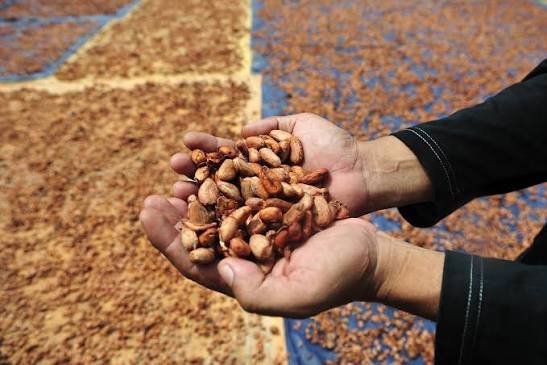 Kakao Premium Bisa Bernilai 2 Kali Lipat, Petani Wajib Tahu Rahasianya