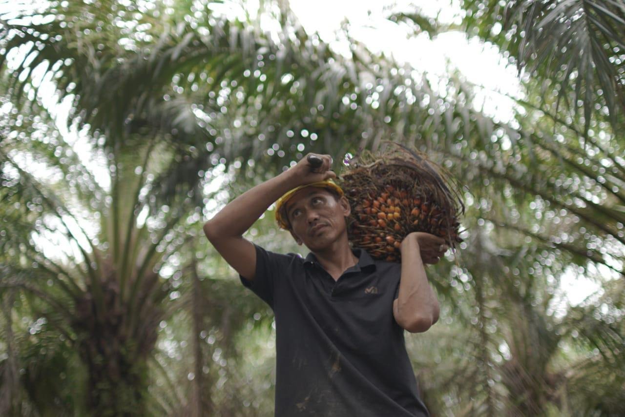 Harga TBS Sawit di Sejumlah Daerah Indonesia, Ini Rinciannya