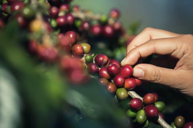Kopi Bondowoso, Potensi Unggulan Jawa Timur yang Menembus Pasar Dunia