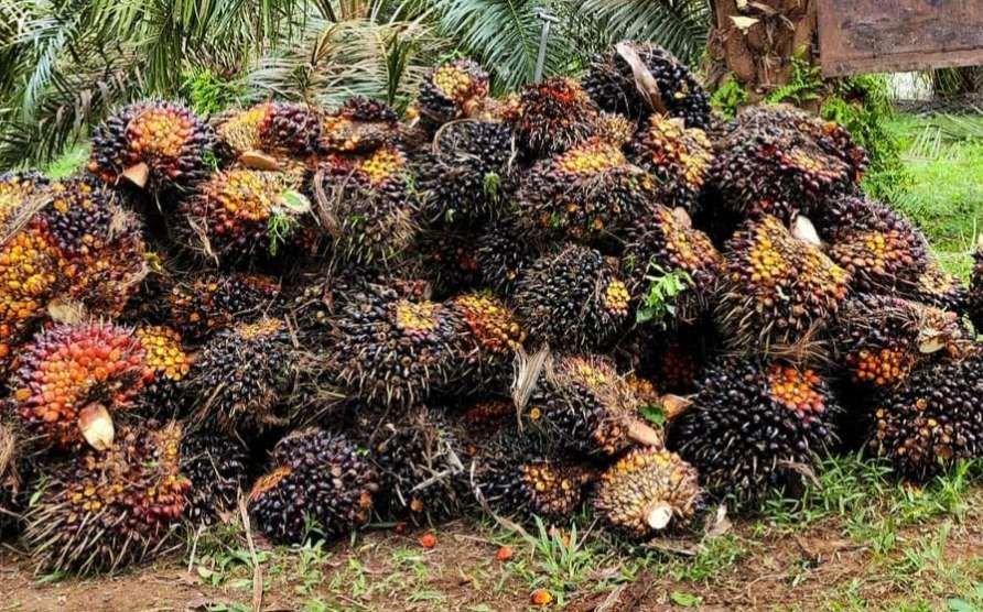 Harga PKO Terbaru, Simak Perkembangan Harga Minyak Inti Sawit