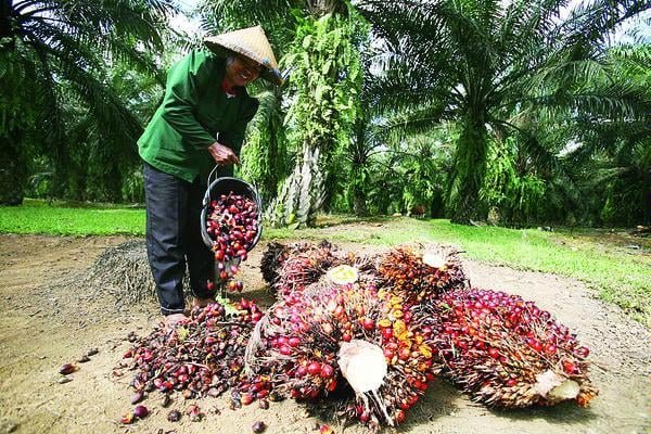 Harga TBS Sawit Jambi Naik, Tembus Rp3.913 per Kilogram