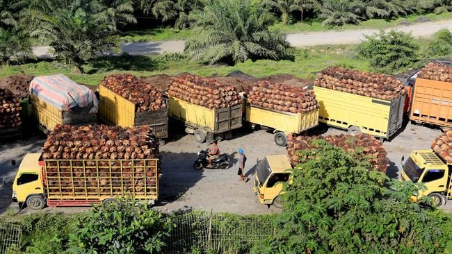 Ekspor Satu Pintu Mulai Diterapkan, Ini Dampaknya bagi Petani dan Komoditas Perkebunan Indonesia