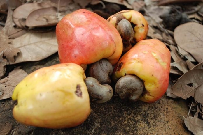 Enam Keunggulan Jambu Mete yang Layak Dilirik Petani Lahan Kering