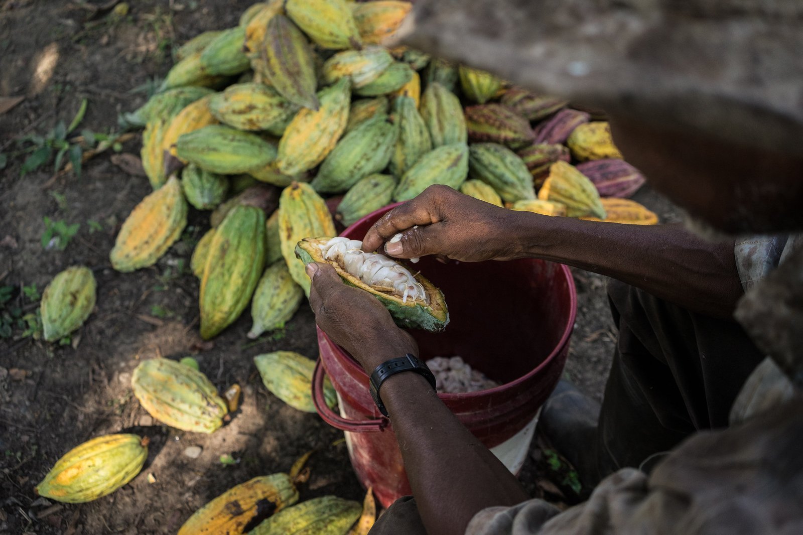 Produktivitas Bisa Melejit, 5 Varietas Kakao Unggul Ini Jadi Andalan Petani