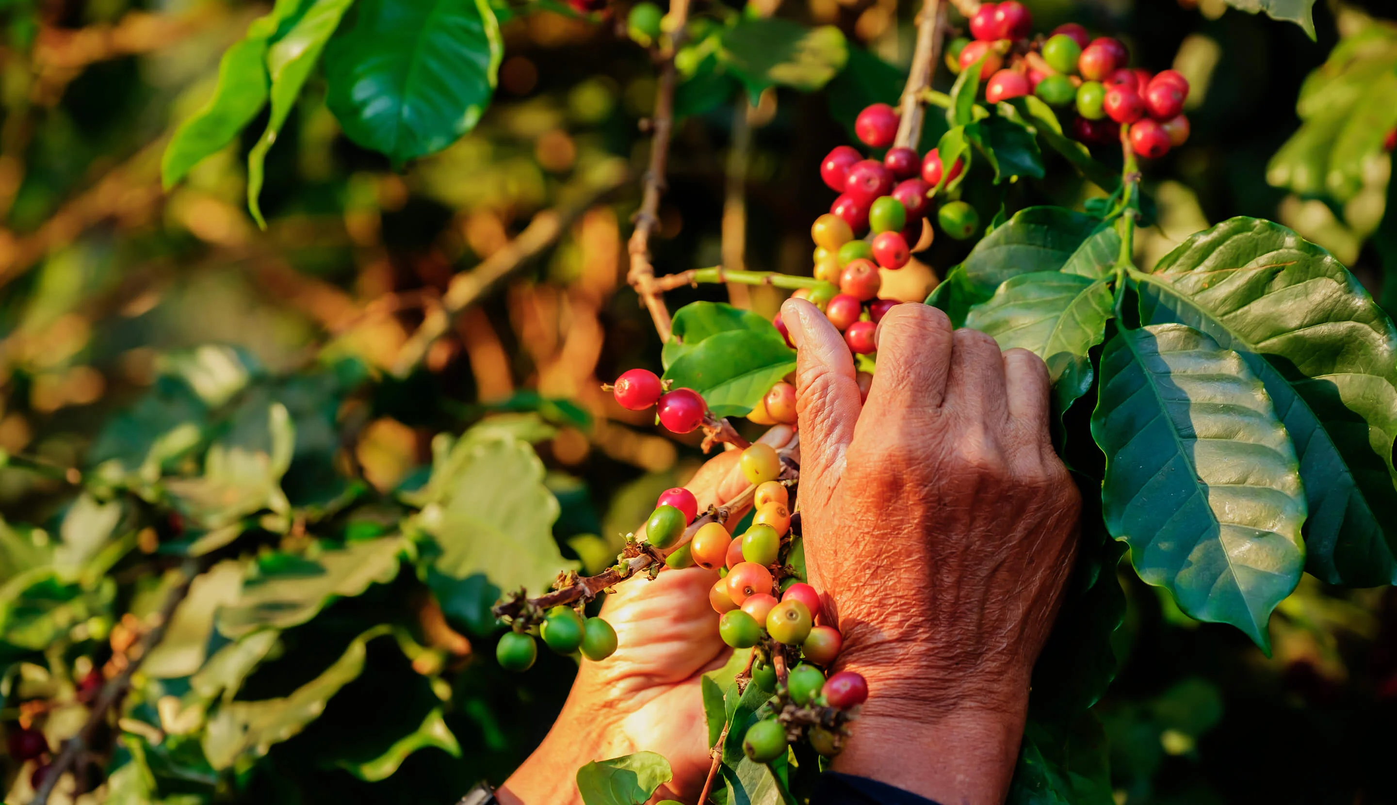 Kopi Premium Makin Diburu, Petani yang Naik Kualitas Bisa Raup Cuan Lebih Besar