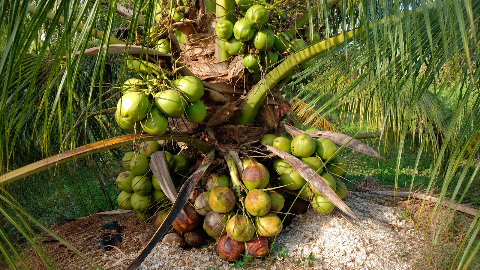 Cuan dari Kelapa Genjah: 1,5 Tahun Sudah Panen, Potensi 18.560 Butir/Ha