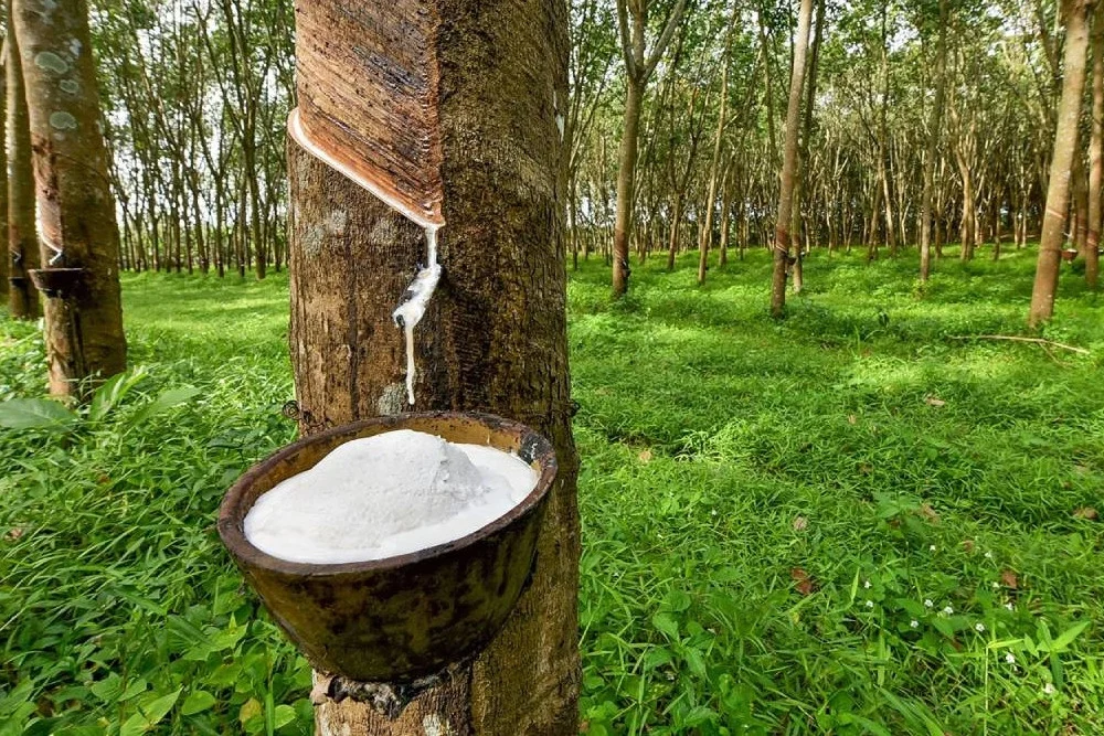 Hujan Berkepanjangan Ganggu Penyadapan Karet, Pekebun Perlu Tahu Solusinya