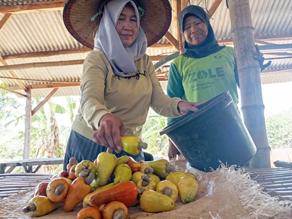 Jangan Jual Mentah: Potensi Nilai Tambah Jambu Mete bagi Petani