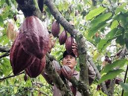 Harga Acuan Ekspor Kakao Naik 7,49% pada Oktober 2026, Ini Penyebabnya
