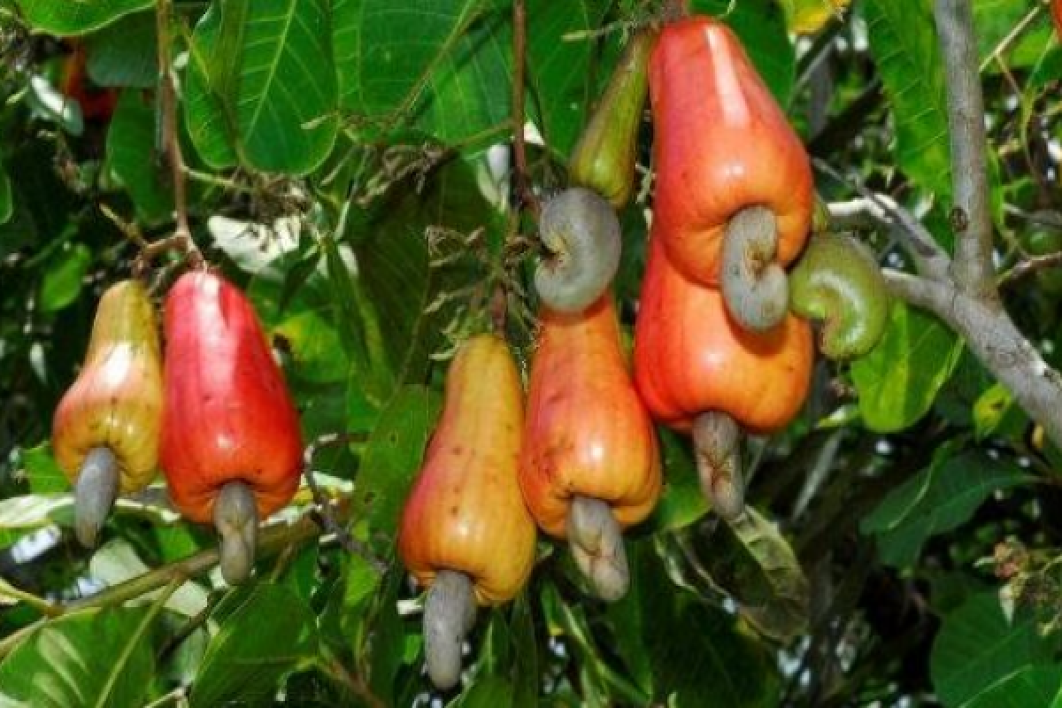 Jambu Mete Tetap Berpotensi Jadi Komoditas Unggulan di Lahan Kering saat Musim Hujan