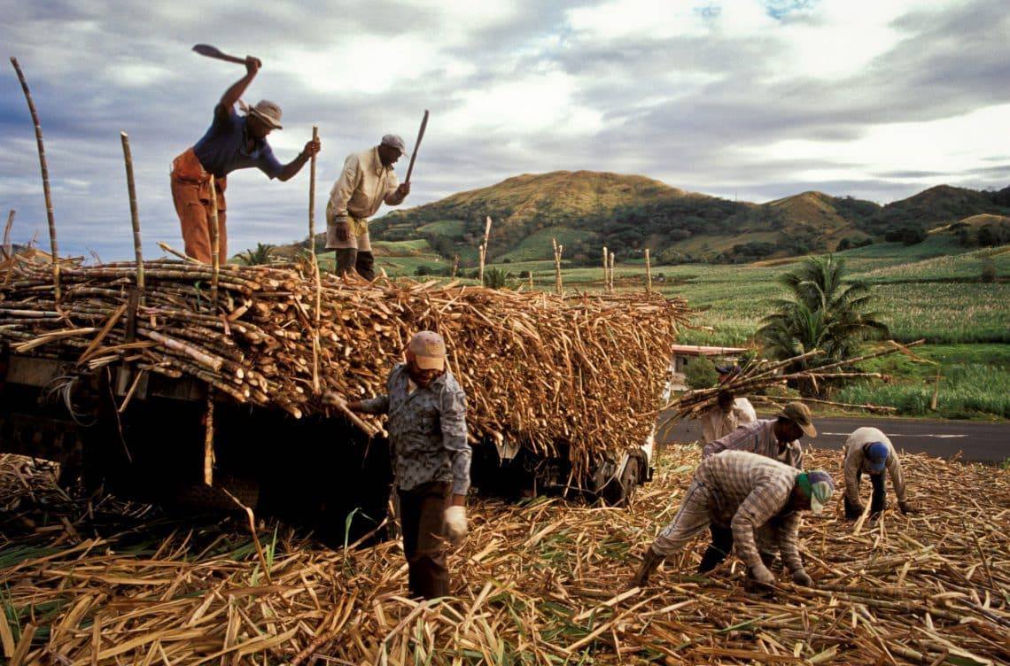 Petani Tebu Dapat Angin Segar, Program Ini Ditargetkan Bangkitkan Industri Gula Jawa Barat