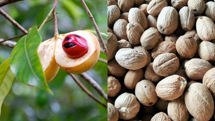 Pala Nurpakuan Agribun Mampu Produksi hingga 8.730 Buah per Pohon per Tahun