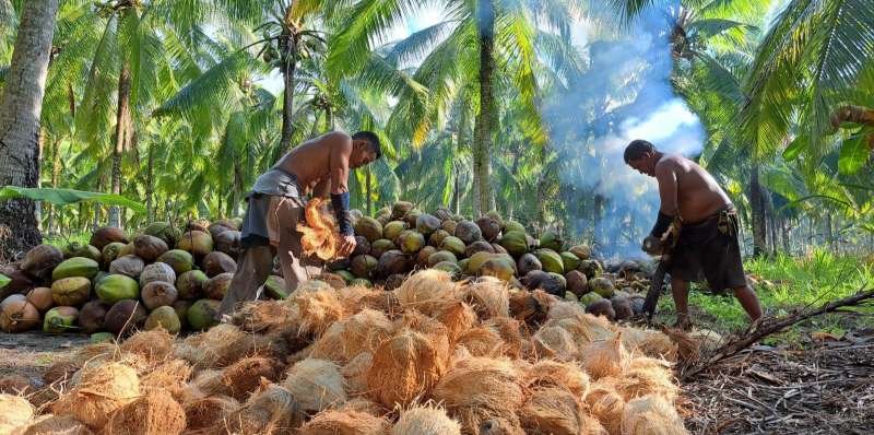 Indonesia Kaya Kelapa, Petani Justru Dihadapkan pada Harga Rp1.800 per Kg