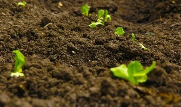 Pertanian Regeneratif Jadi Strategi Baru Menjaga Produktivitas Perkebunan