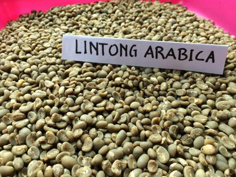 Mengenal Kopi Lintong, Kopi yang Tumbuh di Balik Keindahan Danau Toba