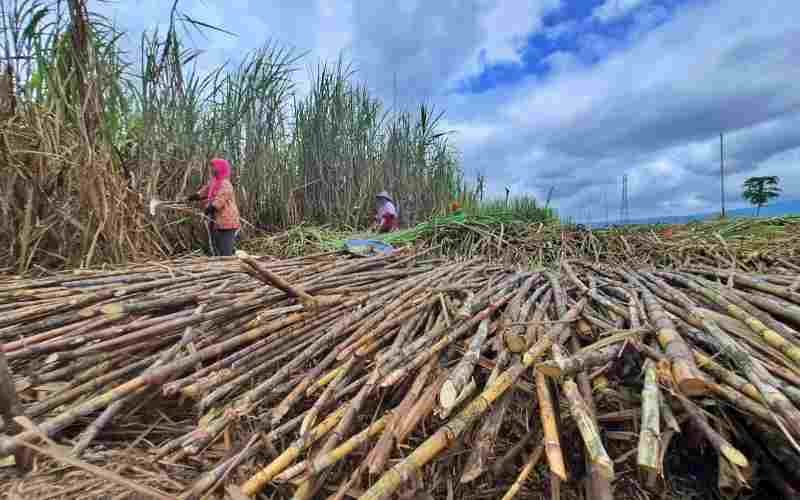 GULANAS Kembangkan Pabrik Gula Mikro untuk Tingkatkan Nilai Tambah Tebu Petani Lokal