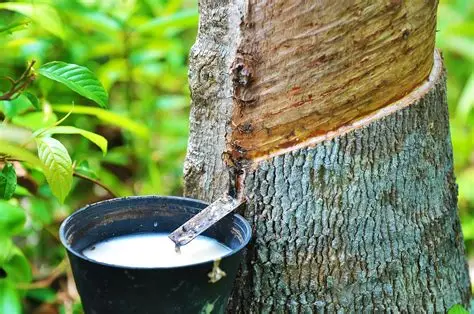 Harga Karet Sumsel Naik Rp2.517, Tembus Hingga Rp43.650 Per Kilogram