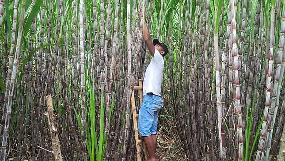 Kabar Baik Petani Tebu! Peremajaan Dipercepat demi Dongkrak Produksi Gula