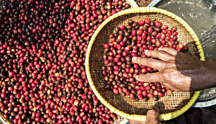November 2026 Berpotensi Kering, Pemerintah Perkuat Antisipasi di Perkebunan Kopi