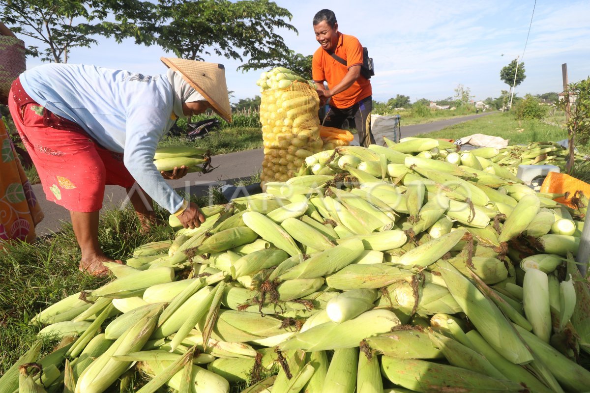 Jarang Disadari, Harga Jagung Bisa Ikut Menentukan Harga Pangan Sehari-hari