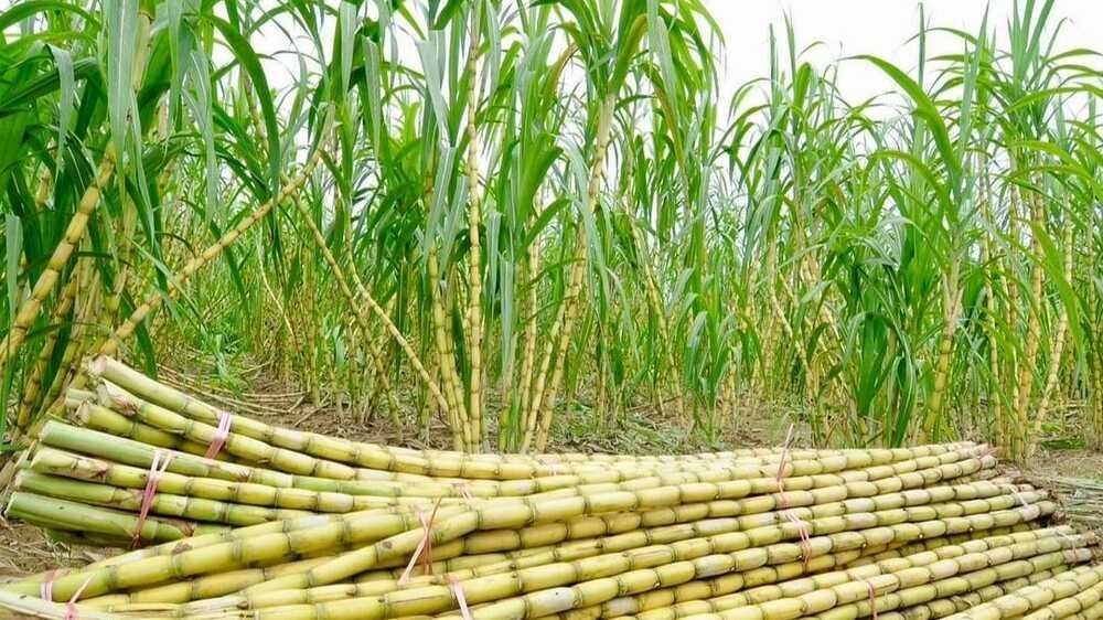 Budidaya Tebu Produktif, Petani Wajib Perhatikan Lima Faktor Ini