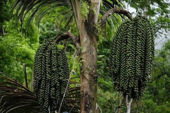 Kenali Aren Simulen, Penghasil Nira hingga Puluhan Liter per Hari