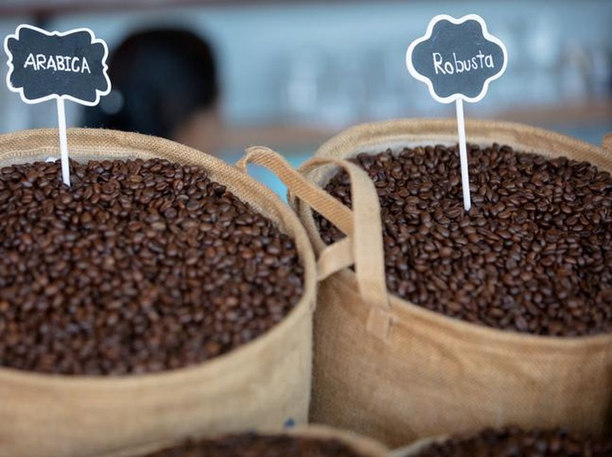 Bukan Arabika-Robusta, Kopi Jenis Ini Mulai Dilirik Hadapi Perubahan Iklim