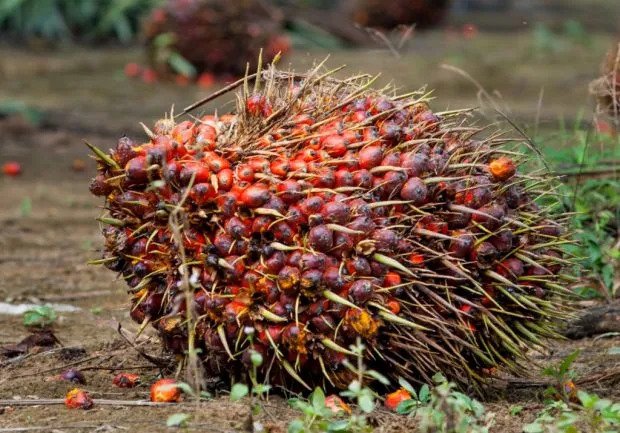 Harga CPO Terbaru Diperkirkan Naik, Ini Faktor yang Mempengaruhinya