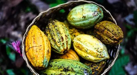 Petani Kakao Perlu Terapkan Fermentasi Tepat untuk Tingkatkan Nilai Jual